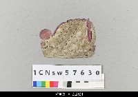 藏品(中國湖北皮影戲盔帽)的圖片